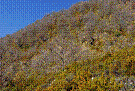 Cajicar