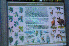 Cartel flora y fauna